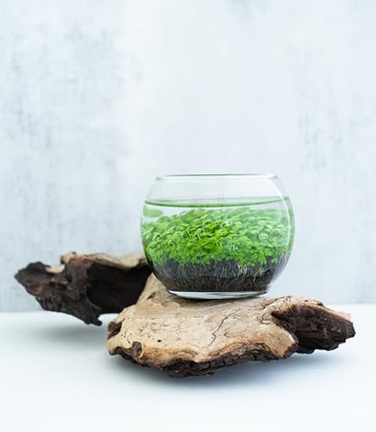 Kraftstories Water Terrarium Kit with Mini Glass Bowl, substrate and seeds | Create Your Own Indoor Garden| DIY Complete Set for Simple, Stunning Growth Unique Gift for nature lover (3.75" H - 4.5" W) - size: 3.75" H - 4.5" W