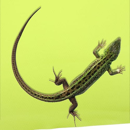 Foldable Reptile Carpet Mat for Terrarium Substrate Tailored Leopard Gecko and Tortoise Bedding Lightweight Washable Liner for Bearded Dragon Lizard Snake Turtle Habitat