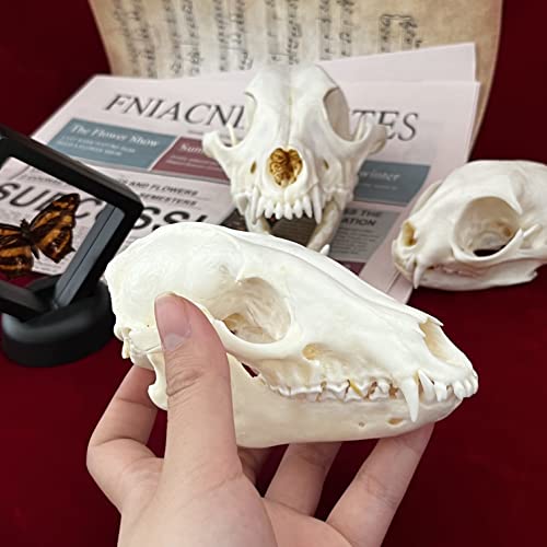 Taxidermy Real Animals Skulls, Real Bones Specimen, Taxidermy Supplies for Science Education, Special Gift (Racoon Skull) - style: Racoon Skull