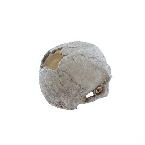 Emours Reptile Hideout Skull Vivarium Aquarium Fish Tank Resin Ornament Cave Decoration, Small