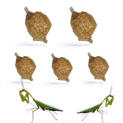 USMANTIS Praying Mantis Ootheca Egg Case (Five Egg Case) - Beneficial for Stem Education and Gardening, Each Egg Case Produces Approximately up to 400 Baby Nymphs (T Sinensis) - size: Pack of 5