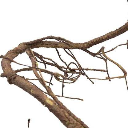 Pangea Reptile Ultimate Vine for Terrarium Habitat (Brown) - color: Brown