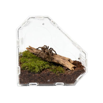 Heart Shaped Acrylic Tarantulas Enclosure, Magnetic Front Door Bug Habitat with Feeding Port, 3 Side Ventilated Bug Enclosure Kit for Geckos, Mantises, Snails, Other Small Pets