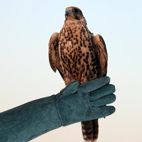 Animal Handling Gloves - Protective Pet Grooming Mitts, Scratch Resistant Cat Safety Gear | Reptile Handling Glove Leather, Puncture Proof Dog Training Gloves for Veterinary Use Wildlife Care - color: B