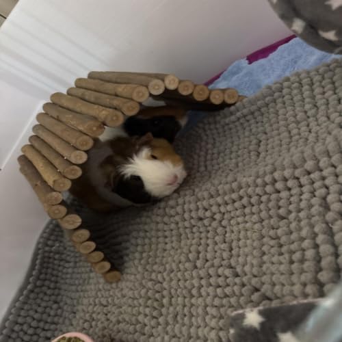kathson Wooden Hamster Bridge,Guinea Pig Wood Ladder Bendable Tunnel Hideout Hut Small Animal Climbing Toys for Ferret Hedgehog Chinchilla Mice Rat Gerbil Baby Rabbit(19.6 x 6.0 in) - size: M (19.6 x 6.0 inches)