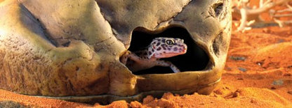 Exo Terra Gecko Cave for Reptiles and Amphibians, Large - Reptile Hideout to Help Alleviate Stress - size: Large