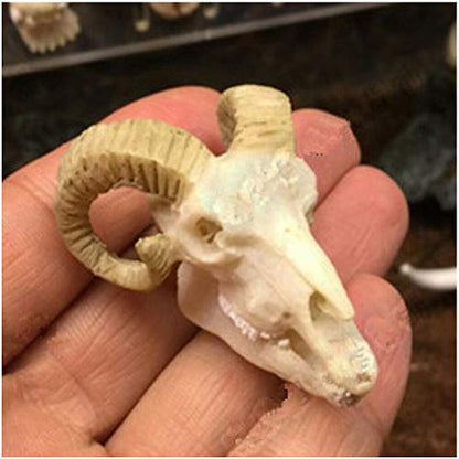Wixine 1Pcs Aquarium Resin Sheep Head Skull Fish Tank Ornament Terrarium Reptile Decorations