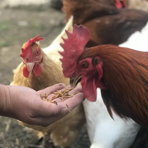 4LB Dried Mealworm & Fly Larvae