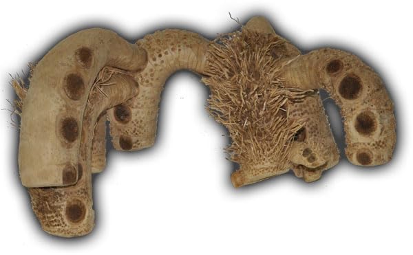Natural Driftwood Branch Reptile Terrarium Décor for Lizards, Geckos, Snakes, Climbing & Hiding Enrichment, Large