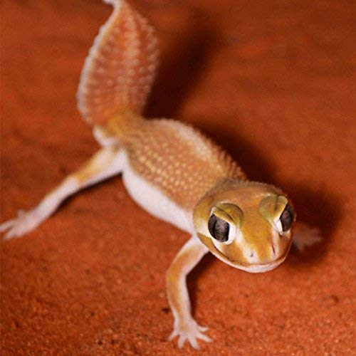Original Jurassic Reptile Substrate - Terrarium Sand (47 Pounds) - size: 47 Pounds