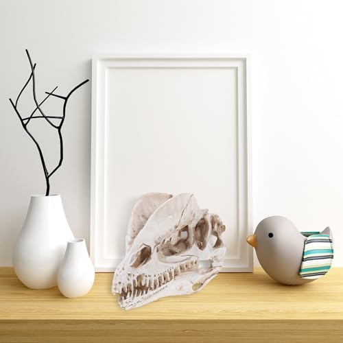 NUOBESTY Resin Dinosaur Skeleton Aquarium Decoration Dinosaur Skull Skeleton Ornament Fish Tank Aquarium Terrarium Decoration