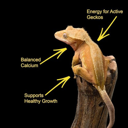 CTWPets Crested Gecko Banana Complete Diet – Premium Fruit & Protein Powder Food, Just Add Water, Complete Nutrition for Crested Geckos & Fruit-Eating Reptiles – Includes Feeding Spoon, 3 oz (3oz)