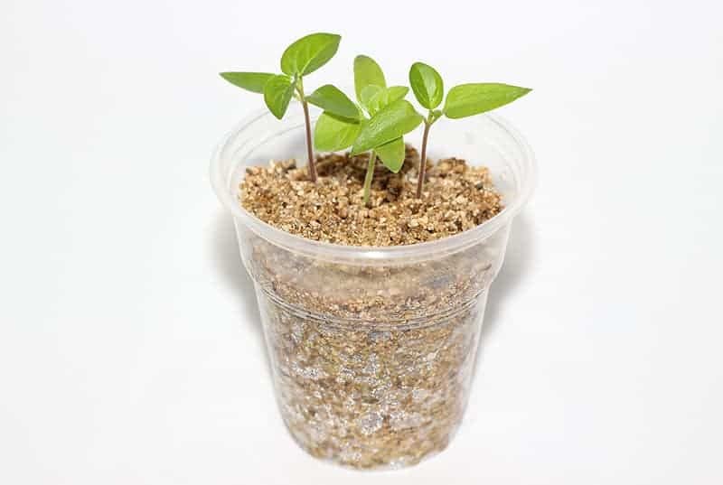 Experience Superior Plant Growth with Gardenera Half and Half Mix of Perlite and Vermiculite - Nature's Best for Optimal Nutrient Retention - 3 Quart - size: 3 Quart Bag, style: 50/50 Perlite & Vermiculite Potting Blend