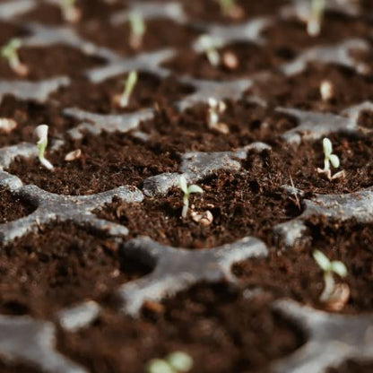 3-Pack Coco Coir Bricks, Premium Organic Peat Moss Mix for Plants, Low EC & pH Balance, Fiber Coconut Husk. Ideal for Gardening, Potting Soil & Substrate - size: 3Pack