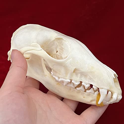 Taxidermy Real Animals Skulls, Real Bones Specimen, Taxidermy Supplies for Science Education, Special Gift (Fox Skull) - style: Fox Skull
