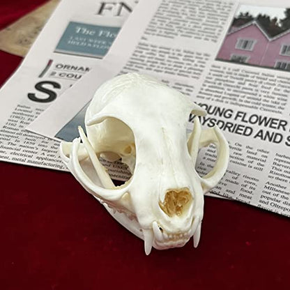 Taxidermy Real Animals Skulls, Real Bones Specimen, Taxidermy Supplies for Science Education, Special Gift - style: Cat Skull