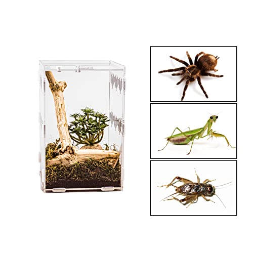 6" x 6" x 9" Acrylic Large Terrarium Enclosure for Small Reptiles, Amphibians, Spiders, Tarantula, Gecko, Snail, Praying Mantis, Millipede, Centipede, Isopods (Arboreal)