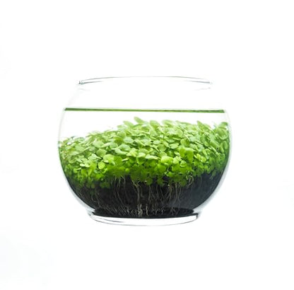 Kraftstories Water Terrarium Kit with Mini Glass Bowl, substrate and seeds | Create Your Own Indoor Garden| DIY Complete Set for Simple, Stunning Growth Unique Gift for nature lover (3.75" H - 4.5" W) - size: 3.75" H - 4.5" W
