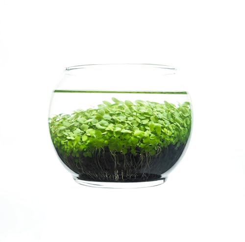 Kraftstories Water Terrarium Kit with Mini Glass Bowl, substrate and seeds | Create Your Own Indoor Garden| DIY Complete Set for Simple, Stunning Growth Unique Gift for nature lover (3.75" H - 4.5" W) - size: 3.75" H - 4.5" W