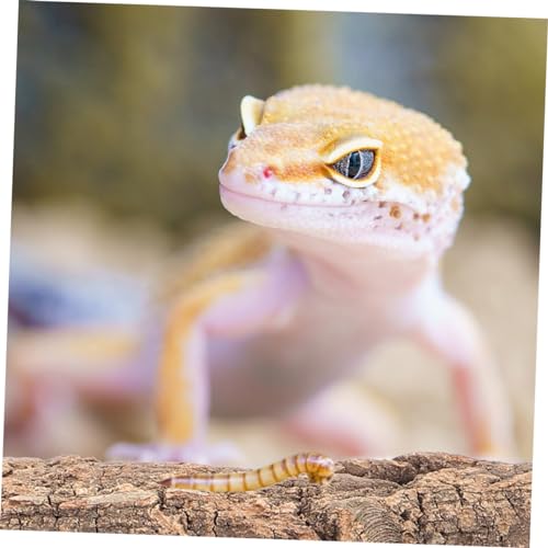8pcs Natural Reptile Tree Bark Decor for Terrarium Safe Wear-Resistant Background for Lizard Gecko Snake Enclosures Aquatic Reptile Environments - size: 23.00X7.50X1.00CM