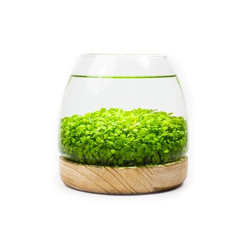 Kraftstories Water Terrarium Kit with 5.9” Glass Bowl, Substrate and Seeds | Create Your Own Indoor Garden | DIY Complete Set for Simple, Stunning Growth Unique Gift for Nature Lover | Desktop Decor - size: 5.9" H - 5.9" W