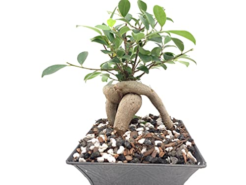 Black Lava Rock | 2 Quarts Bag | 1/4” Particle Size | Soil Aggregate for Bonsai, Cactus, Succulents, Aquariums, and More | Enables Optimal Drainage and Soil Aeration | The Bonsai Supply - size: Black Lava Rock 2 Quarts