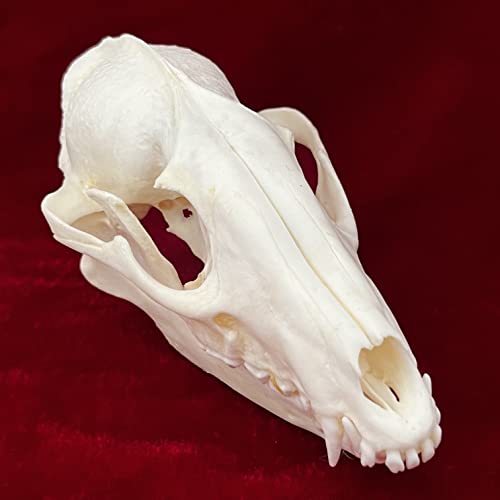 Taxidermy Real Animals Skulls, Real Bones Specimen, Taxidermy Supplies for Science Education, Special Gift (Racoon Skull) - style: Racoon Skull