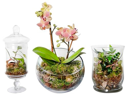 SuperMoss (90423) Terrarium Kit, 4 oz, Forest