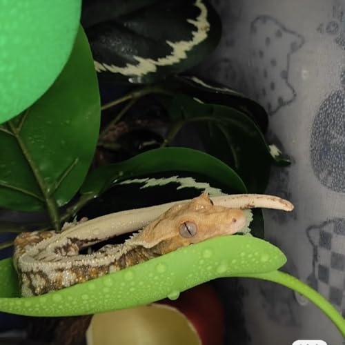 Crested Gecko Tank Accessories，3PCS,Reptile Branches，crestedgecko Hide，Gecko Wall Climbing Toy，Frog Habitat Platform，Tree Frog ，Reptile Leaf，Snake Accessories for Tank