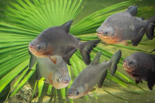 Cichlid Pellets, 45% Protein Floating 7.5mm Pellets for Larger Oscars, Central American, South American Cichlids …3-lb 8oz Lg Jar - size: 3.5 Pound (Pack of 1)