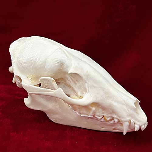 Taxidermy Real Animals Skulls, Real Bones Specimen, Taxidermy Supplies for Science Education, Special Gift (Racoon Skull) - style: Racoon Skull
