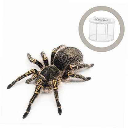 Transparent Acrylic Breeding Box for Reptiles and Pets Compact Display Case for Lizards Insects and Spiders Lightweight Easy to Use Habitat Holder