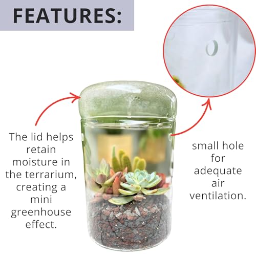 LaLaGreen Indoor Planter (6x9 Inch) Small Glass Terrarium Jar with Lid for Succulent Plants, Reptile Cactus Mini Fern Fairy Moss Tabletop Decoration Container Pot Kitchen Office Home Garden Decor