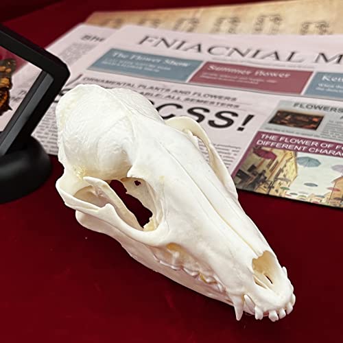 Taxidermy Real Animals Skulls, Real Bones Specimen, Taxidermy Supplies for Science Education, Special Gift (Racoon Skull) - style: Racoon Skull