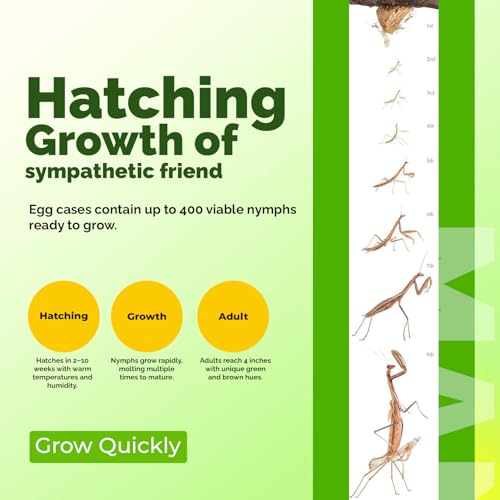 USMANTIS Praying Mantis Ootheca Egg Case (Twenty Egg Case) - Beneficial for Stem Education and Gardening, Each Egg Case Produces Approximately up to 400 Baby Nymphs (T Sinensis) - size: Pack of 20