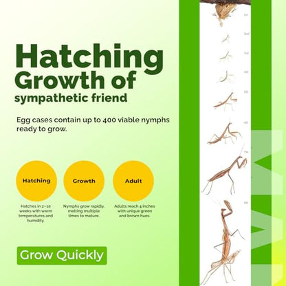 USMANTIS Praying Mantis Ootheca Egg Case (Ten Egg Case) - Beneficial for Stem Education and Gardening, Each Egg Case Produces Approximately up to 400 Baby Nymphs (T Sinensis) - size: Pack of 10
