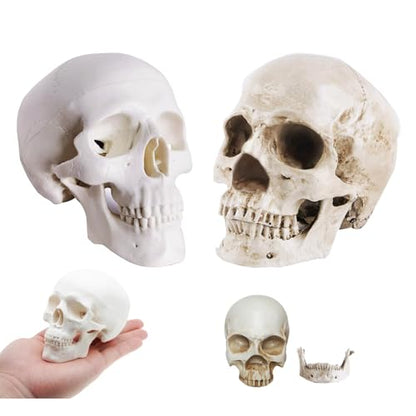 2-Pack Mini Skulls Décor, Human Skull Model Anatomy Skull Model for Studying,Tiny Resin Skulls, Drawing Model Skull Figurine, Small Skull Head for Students,Art Gift