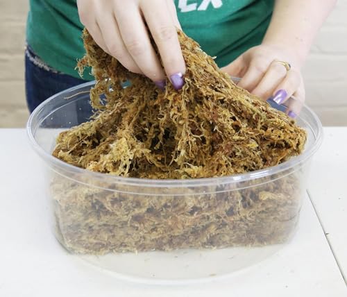 besgrow Premium New Zealand Sphagnum Moss, 100g (8L When Hydrated) - Harvested Sustainably from The Pristine West Coast of New Zealand's South Island - size: 100 Gram