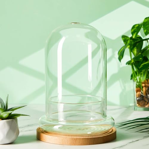 1 PC 5.9 x 7.9 Inch Glass Terrarium Dome Cloche with Air Hole & Glass Base, Clear Terrarium Containers Ventilated Plant Humidity Dome for Carnivorous Plants Orchids Tropical Cuttings, No Leakage - size: 5.9 x 7.9 Inch
