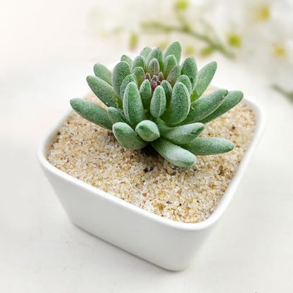 FANTIAN 20 lbs Aquarium Silica Sand. 0.4-0.8 mm Mini Gravel Substrate for Fish Tank, Plants Potted, Fire Pits, Candle, Vase Filler and Crafts - color: Beige, size: 20 LB