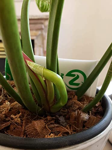 Noot Indoor Coconut Chips Husk Bark Potting Mix Coco Coir Brick. Avoid Root Rot with Fast Draining Soil. Houseplant, Monstera, Fiddle Leaf Fig, Orchid. Hydrate in Bag for ~ 2 Gal. - size: Husky Mix