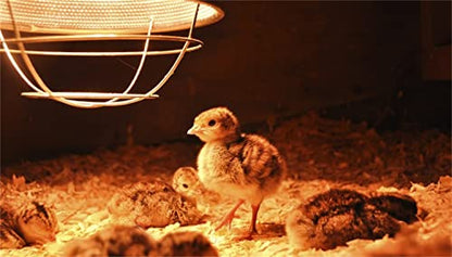 2 Pack 250W Red Heat Lamp Infrared Bulbs PAR38 Glass Lamp Bulb for Food Service, Brooder Bulb, Chicks, Pet, Bathroom, Light Therapy Use E26 Base, Flood Light Heat Lamp. - size: STD-250W