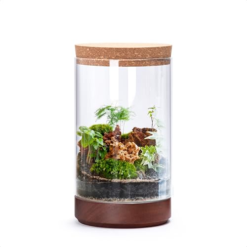 Clear Glass Houseplant Terrarium Planter, 6" W x 10" H, Cylindrical Terrarium with Wooden Base & Cork Lid | Versatile Tabletop Decoration for Home or Office or Hydroponics (Plant Not Included), 41-A-M - size: 6.2"D×10"H