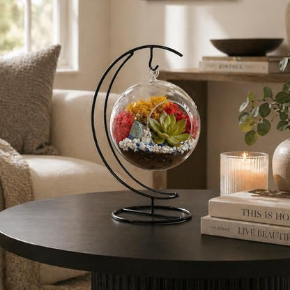 Creations by Nathalie Glass Terrarium: Air Plant & Succulent Holder, DIY Kit Vase (Glass Globe with Stand)