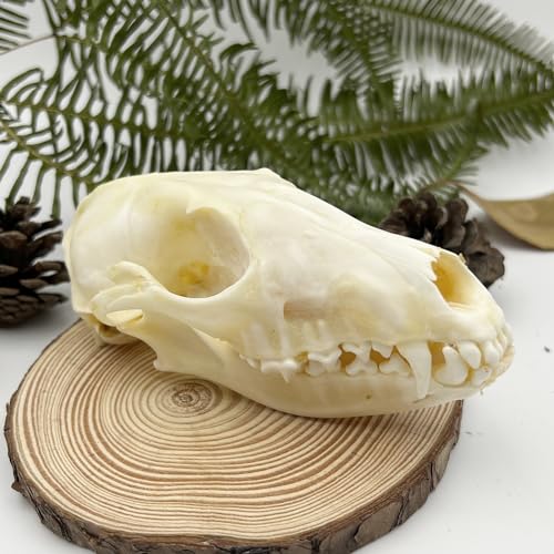 Taxidermy Real Animals Skull Decor - Model Animals Bones Specimen,Taxidermy Supplies for Science Education,Collection (Fox) - style: Fox Skull