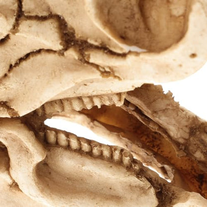 COHEALI Realistic Dinosaur Skull Resin Reptile Hideout for Lizards and Frogs Habitat Hiding Feature and Highly Wear-Resistant Material, Aquarium or Terrarium Decoration