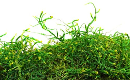 SuperMoss (25320) Forest Moss Preserved, Fresh Green, 2oz - color: Fresh Green, size: 80.75 in3 Bag (Appx. 2oz)