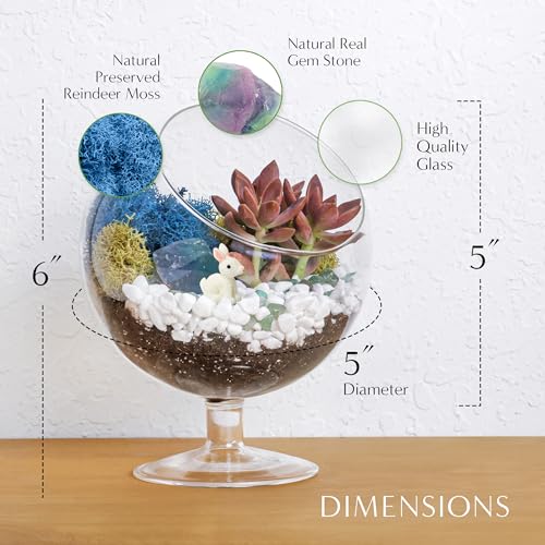 Creations by Nathalie DIY 6" Chalice Terrarium Kit Build Your Own Glass Terrarium for Adults & Teens, DIY Terrarium Kit with Live Moss, Crystals, Soil (Plant Not Included) - color: 6" Chalice
