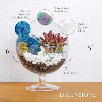 Creations by Nathalie DIY 6" Chalice Terrarium Kit Build Your Own Glass Terrarium for Adults & Teens, DIY Terrarium Kit with Live Moss, Crystals, Soil (Plant Not Included) - color: 6" Chalice
