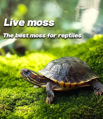 LUCKYRUNES Live Moss for Terrarium Bedding & Reptile Enclosures | Moisture-Holding Layer, Humid Hide Accent, Forest-Floor Look, Easy to Trim, For Frogs, Geckos, Turtles, Snakes